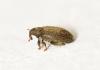 Orchestes fagi
